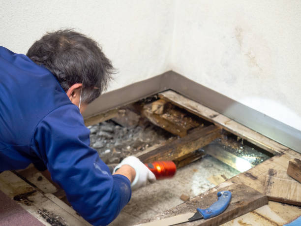 Best Post-Remediation Services in Princeton, WI