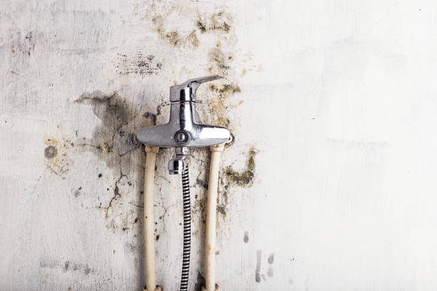 Best Commercial Mold Remediation in Princeton, WI