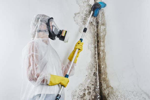 Best Health and Safety Mold Remediation in Princeton, WI