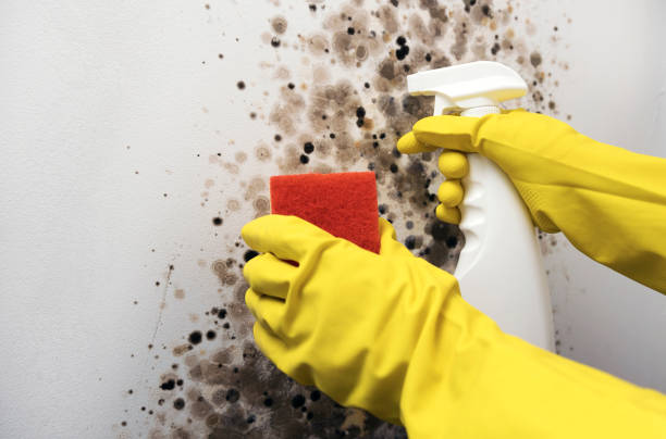 Best Basement Mold Remediation in Princeton, WI