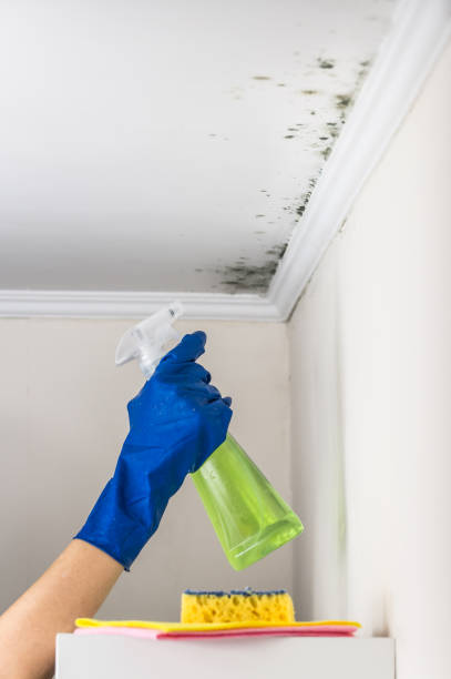 Best Bathroom Mold Remediation in Princeton, WI